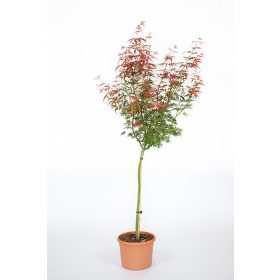   Magastörzsű Japán juhar - Acer palmatum 'Jerre Schwartz' 