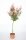 Magastörzsű Japán juhar - Acer palmatum 'Jerre Schwartz' 