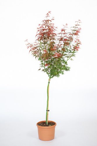 Japán juhar törzses - Acer palmatum 'Jerre Schwartz' 
