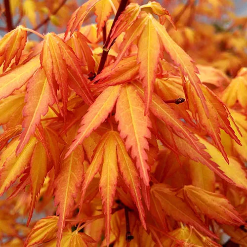 Magastörzsű japán juhar 'Katsura' – Acer Palmatum