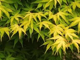 Magastörzsű japán juhar 'Katsura' – Acer Palmatum