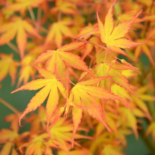 Magastörzsű japán juhar 'Katsura' – Acer Palmatum