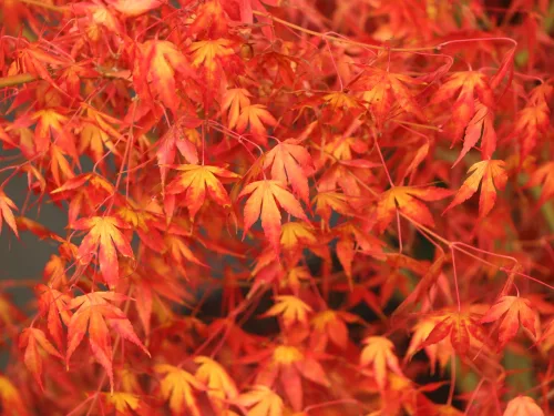 Magastörzsű japán juhar 'Katsura' – Acer Palmatum