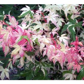  Magastörzsű Japán Juhar ‘Oridono nishiki’ – Acer Palmatum