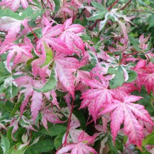 Magastörzsű Japán Juhar ‘Oridono nishiki’ – Acer Palmatum