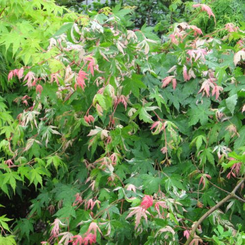 Magastörzsű Japán Juhar ‘Oridono nishiki’ – Acer Palmatum