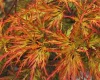 Japán Juhar - Acer Palmatum "Seiryu" Cs10,5