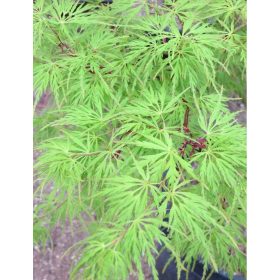 Magastörzsű Japán Juhar - "Seiryu  - Acer Palmatum