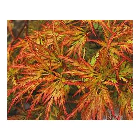 Japán Juhar - Acer Palmatum "Seiryu" Cs10,5