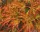 Japán Juhar - Acer Palmatum "Seiryu" Cs10,5