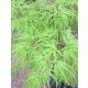 Magastörzsű Japán Juhar - "Seiryu  - Acer Palmatum