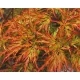 Japán Juhar - Acer Palmatum "Seiryu" Cs10,5