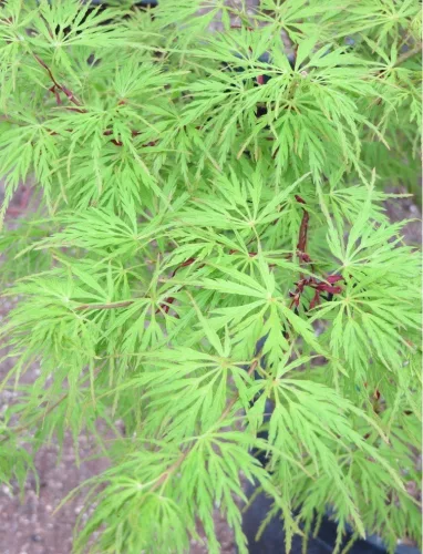 Japán Juhar - Acer Palmatum "Seiryu" Cs10,5