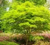 Japán Juhar - Acer Palmatum "Seiryu" Cs10,5