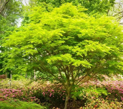 Japán Juhar - Acer Palmatum "Seiryu" Cs10,5