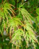 Japán Juhar - Acer Palmatum "Seiryu" Cs10,5