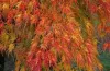 Japán Juhar - Acer Palmatum "Seiryu" Cs10,5