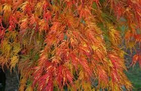 Japán Juhar - Acer Palmatum "Seiryu" Cs10,5