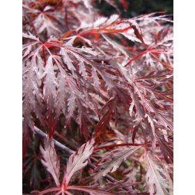   Magastörzsű japán juhar -  "Shidare" - Acer Palmatum