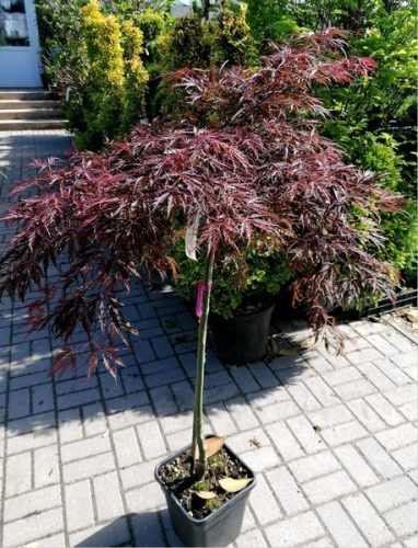 Magastörzsű japán juhar -  "Shidare" - Acer Palmatum