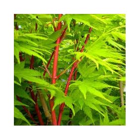   Magastörzsű japán juhar - "Sango Kaku" - Acer Palmatum