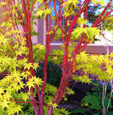 Magastörzsű japán juhar - "Sango Kaku" - Acer Palmatum