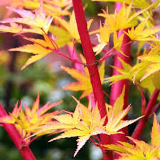 Magastörzsű japán juhar - "Sango Kaku" - Acer Palmatum