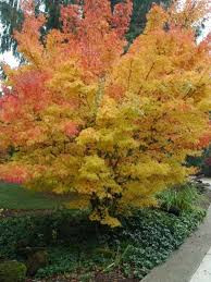 Magastörzsű japán juhar - "Sango Kaku" - Acer Palmatum