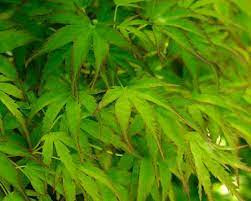 Acer palmatum Going Green - Japán juhar cserje