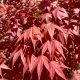 Acer palmatum 'Little Red' – Japán juhar cserje 