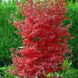 Acer palmatum 'Little Red' – Japán juhar cserje 