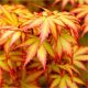 Acer palmatum ‘Orange Dream’ – Japán juhar cserje 