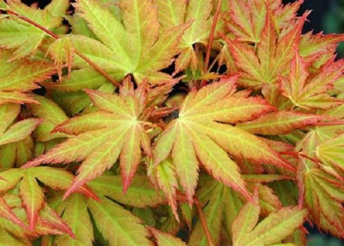 Acer palmatum ‘Orange Dream’ – Japán juhar cserje 