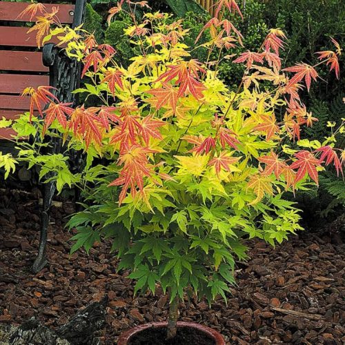 Acer palmatum ‘Orange Dream’ – Japán juhar cserje 