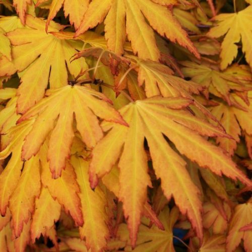 Acer palmatum ‘Orange Dream’ – Japán juhar cserje 