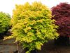 Acer palmatum ‘Orange Dream’ – Japán juhar cserje 