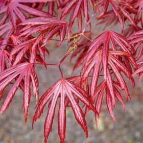 Acer palmatum Trompenburg - Japán juhar cserje