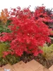 Acer palmatum 