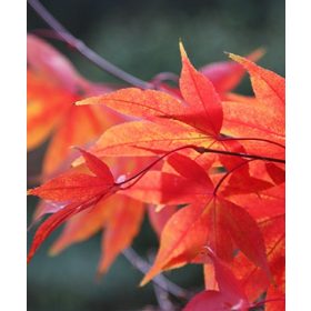 Acer palmatum 