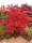Acer palmatum 