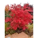 Acer palmatum 