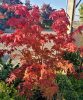 Acer palmatum 