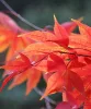 Acer palmatum 