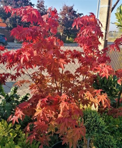 Acer palmatum 