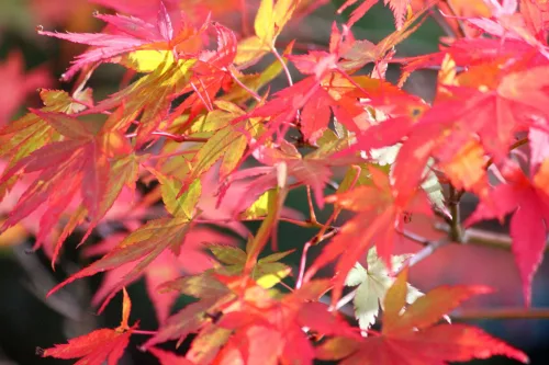 Acer palmatum 