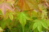 Acer palmatum 