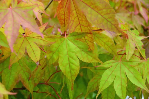 Acer palmatum 