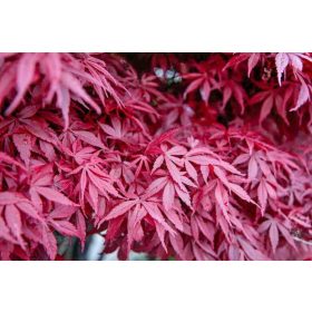 Acer palmatum "Atropurpureum" - Japán juhar cserje
