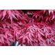 Acer palmatum "Atropurpureum" - Japán juhar cserje