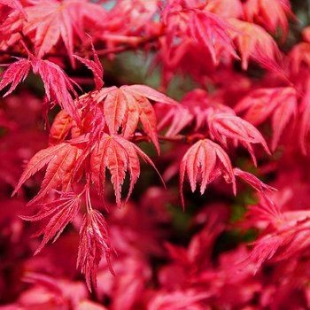 Acer palmatum ‘Beni Maiko’ – Japán juhar cserje